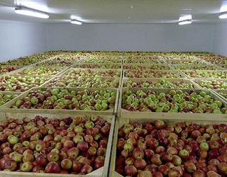 П’ять порад від фахівців, як зберегти яблука аномального сезону-2017